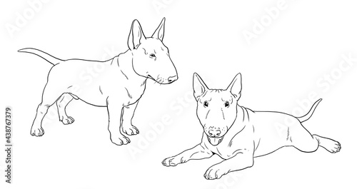 Obraz na płótnie Bull Terrier puppy