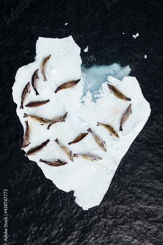 Sea lions lying on ice rock heart shaped