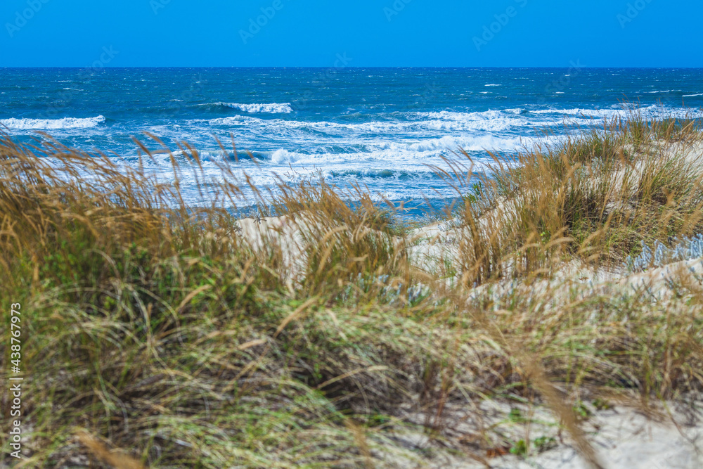 overgrown with grass ocean dunes overgrown with grass ocean dunes