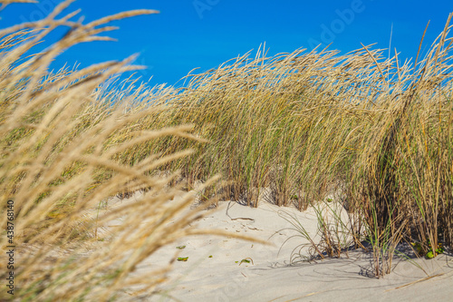 overgrown with grass ocean dunes