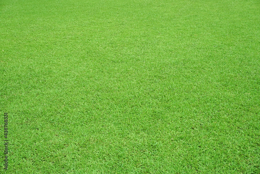 Nature green grass in the garden, Lawn pattern texture background, Perspective
