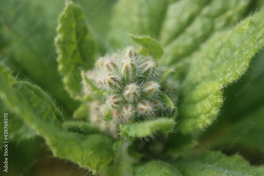 Borage blossoms close up. Borago officinalis plant in the garden Borage blossoms close up. Borago officinalis plant in the garden
