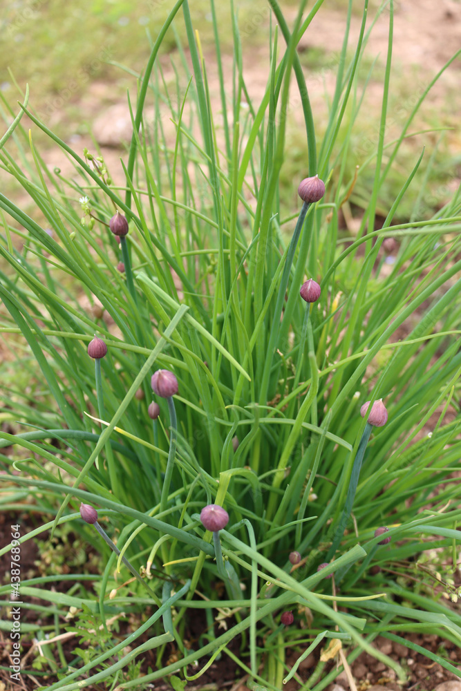Chives or Allium Schoenoprasum in bloom with purple violet flowers and blossoms and green stems Chives or Allium Schoenoprasum in bloom with purple violet flowers and blossoms and green stems
