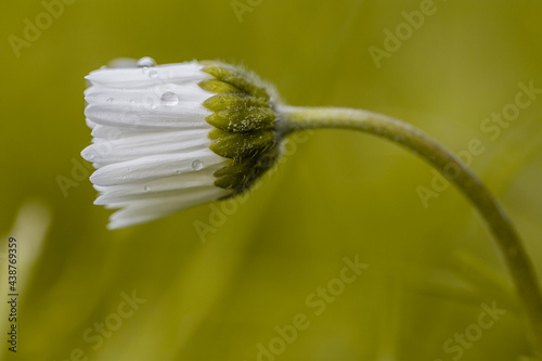 Macro photography of a single chamomile flower with wet white closed petals at rainy summer morning, against green background