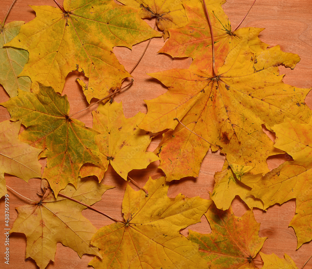 autumn leaves on a wooden background. thanksgiving and greeting card concept. copy space.