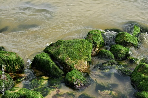 Stones overgrown with algae in the shallow water on the beach