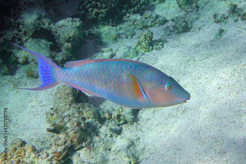 Fototapeta Naklejka Na Ścianę i Meble -  Coral fish - Longnose Parrotfish - Hipposcarus harid in the Red Sea, Egypt 