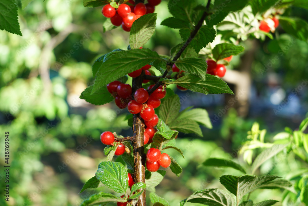 Cherry bristles cherry ornamental plant Cherry bristles cherry ornamental plant