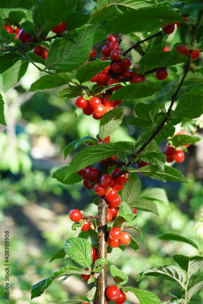 Cherry bristles cherry ornamental plant Cherry bristles cherry ornamental plant