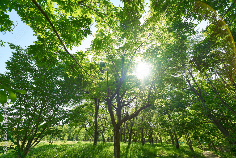 Obraz premium 新緑