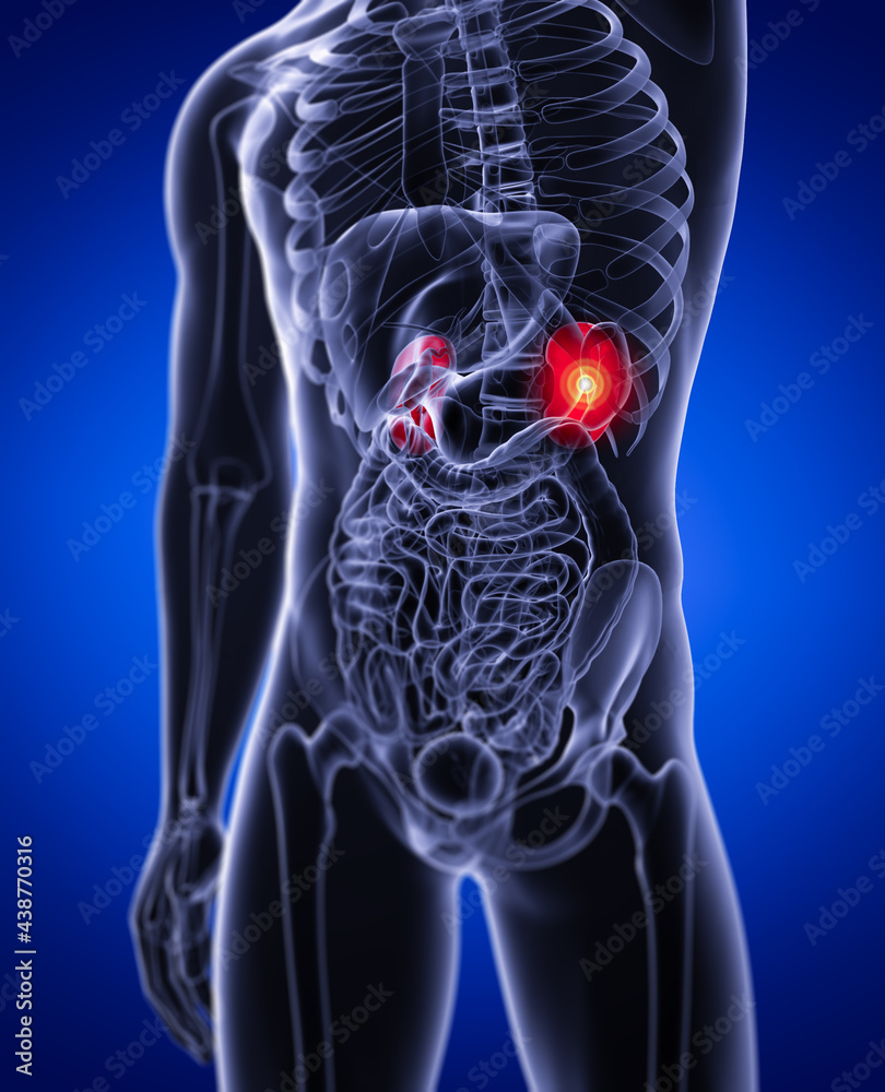 3d rendered illustration of kidneys 3d rendered illustration of kidneys