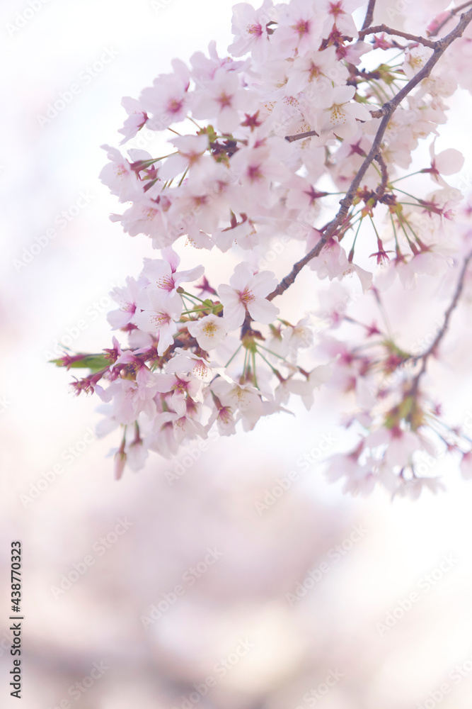 中之島の桜