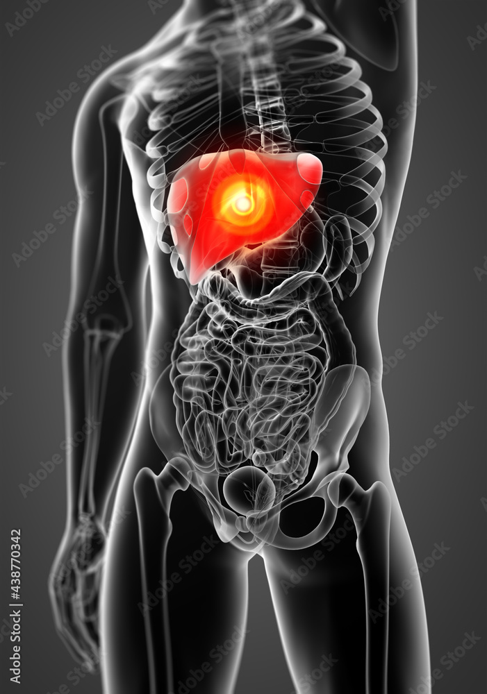 Human digestive system liver red colored - front view Human digestive system liver red colored - front view