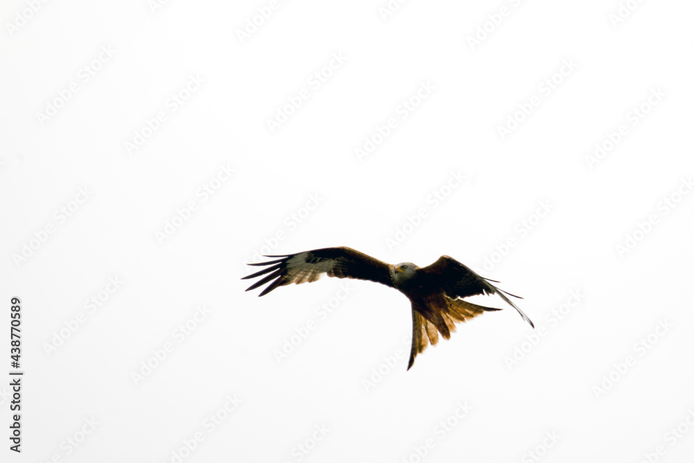 Obraz premium a red kite, milvus milvus, is flying in the air and is looking for feed