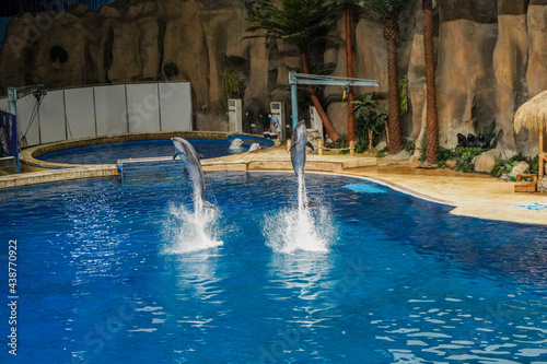 Dolphin show in the aquarium © 文普 王