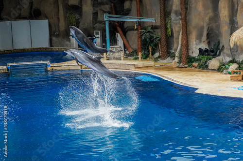 Dolphin show in the aquarium