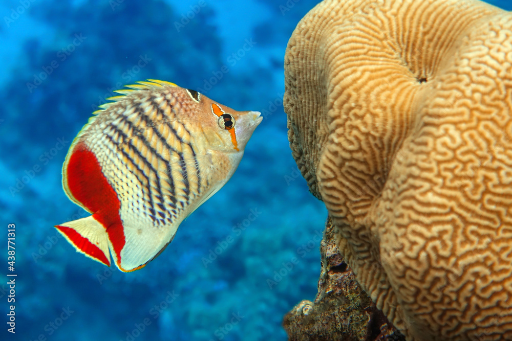 Fototapeta premium Coral fish - Crown butterflyfish - Chaetodon paucifasciatus in red sea