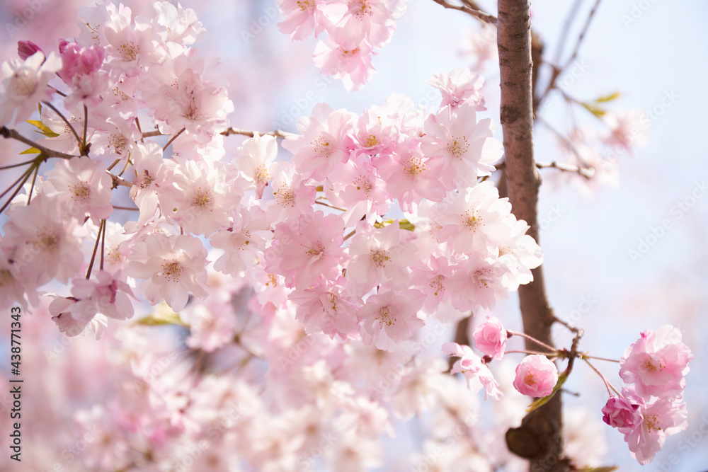 大阪城の枝垂れ桜