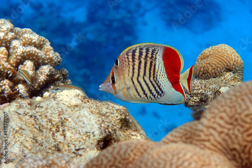 Coral fish - Crown butterflyfish - Chaetodon paucifasciatus  in red sea 