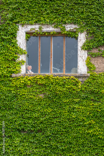 View of a traditional building facade covered with green climbing plant leaves, old window photo