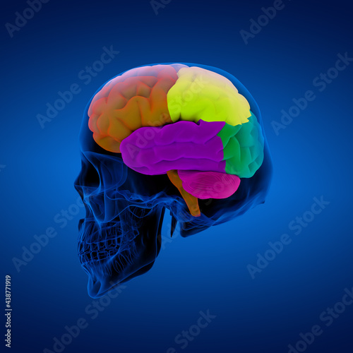 Colored sections of a  human brain-cerebrum - sdie view photo