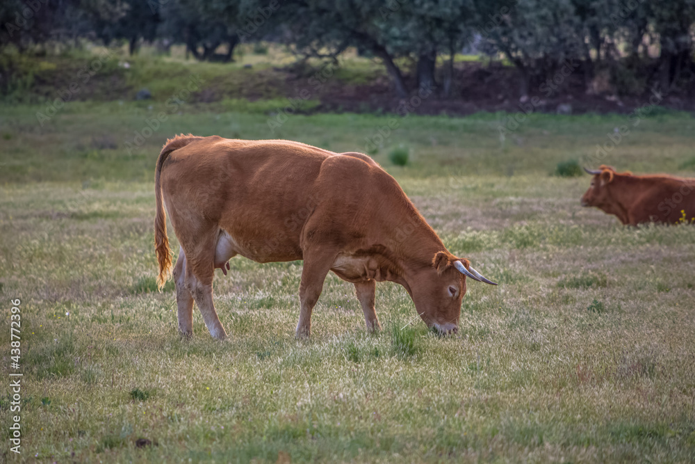 Detailed view of cow grazing in pasture, beef cattle, spanish farmland Detailed view of cow grazing in pasture, beef cattle, spanish farmland