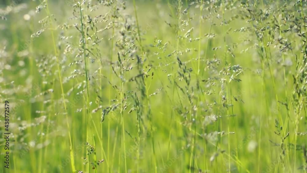 Spikelets of grass sway from the wind in a sunny meadow. Close-up video illustration for summer outdoor recreation. Spikelets of grass sway from the wind in a sunny meadow. Close-up video illustration for summer outdoor recreation.