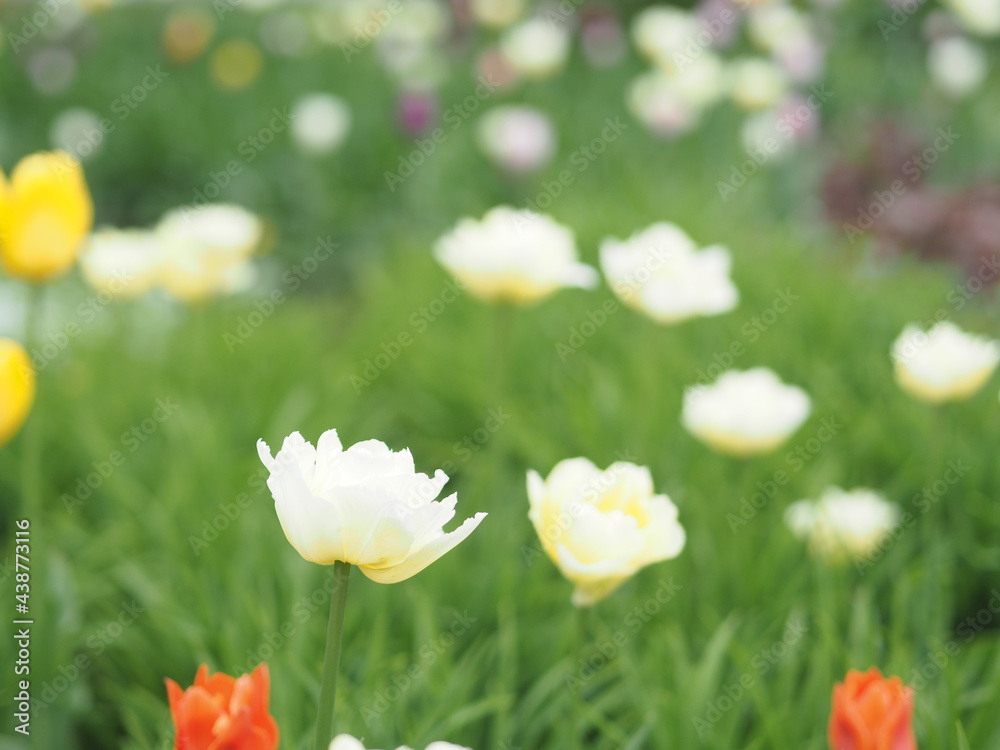 background, splash, wildflowers tulips on a flower bed grass after rain