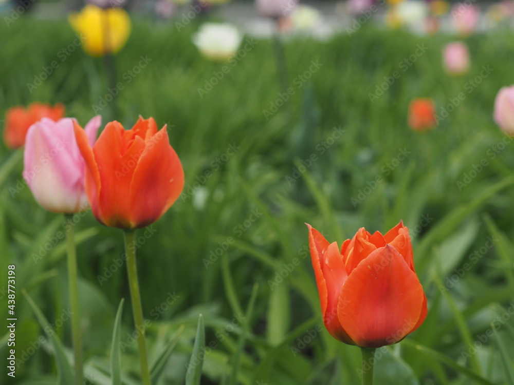 background, splash, wildflowers tulips on a flower bed grass after rain background, splash, wildflowers tulips on a flower bed grass after rain