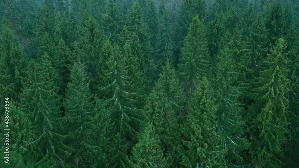 Top view of a dense forest. Flying over tall green trees - firs. Natural background. Top view of a dense forest. Flying over tall green trees - firs. Natural background.