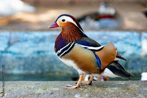 Portrait of a exotic colorful Asian duck