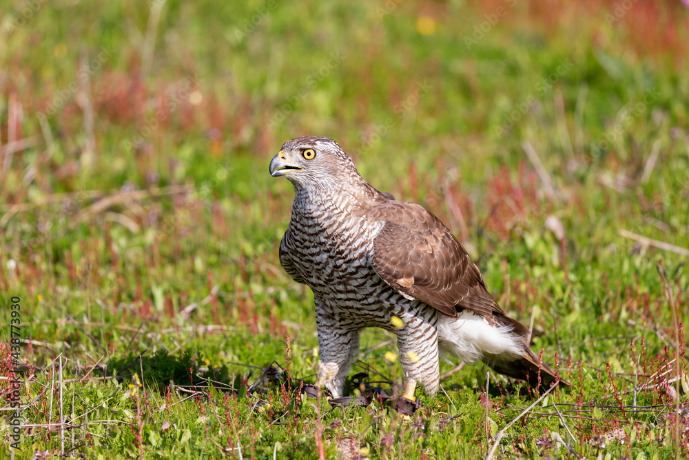 Juvenile northern goshawk, perched on a bough Juvenile northern goshawk, perched on a bough
