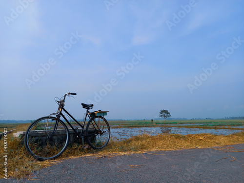 An old rodster bicycle belonging to a farmer was parked on the edge of a large rice field.