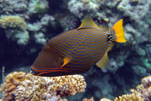 Fototapeta Naklejka Na Ścianę i Meble -  Orange-striped triggerfish (Balistapus undulatus) , coral fish in the coral reef 