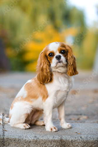 Fototapeta cavalier king charles spaniel. little dog on autumn  background