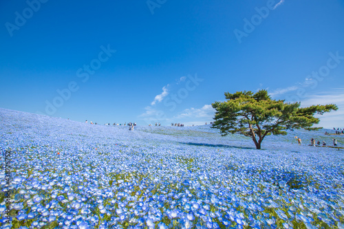 茨城県　ひたち海浜公園　ネモフィラ　