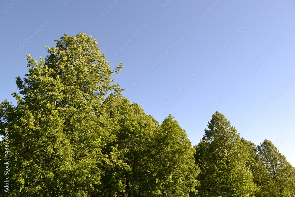 Green trees in the park Green trees in the park