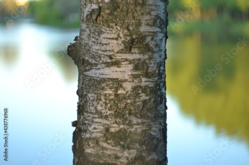 A piece of tree trunk on the blurred background