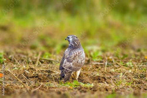 buzzard watches nature and looks for prey
