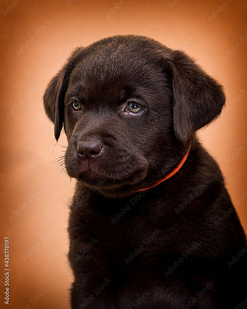 portrait of a labrador retriever puppy on a beige background