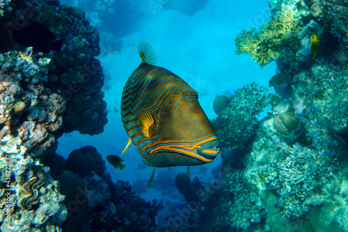 Orange-striped triggerfish  Balistapus undulatus    coral fish in the coral reef 