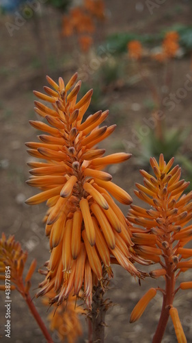 Aloe gracilis es una especie de Aloe nativa de Sudáfrica.