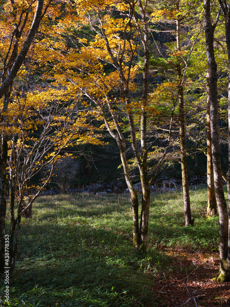 Fototapeta premium 秋の大台ケ原
