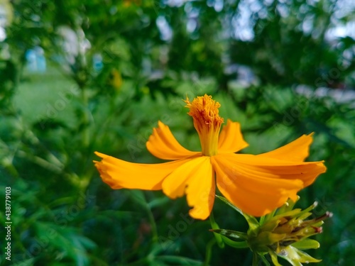 Fototapeta Naklejka Na Ścianę i Meble -  yellow flower