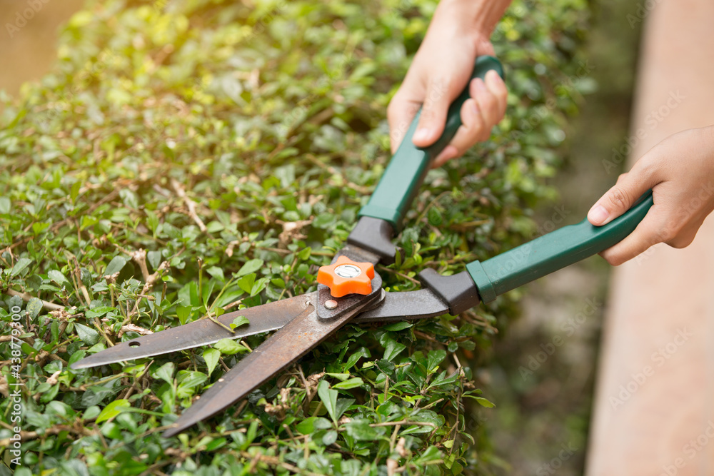 Obraz premium Gardener cutting a hedge with garden shears