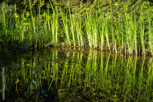 Reflection of tall stems with yellow flowers Iris pseudacorus (yellow flag, yellow iris) in mirror-clear water. Iris pseudacorus on banks of magical garden pond. Evergreen landscaped garden.