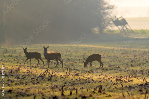 Deer grazing and relaxing in nature