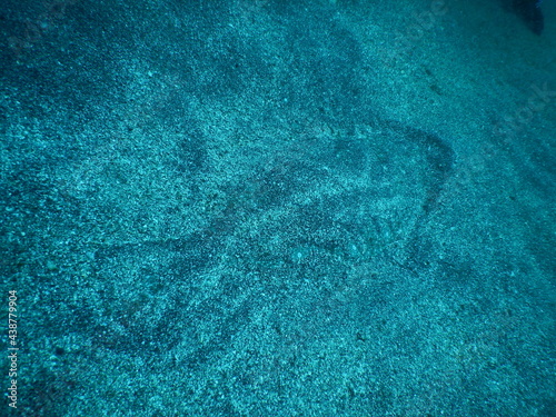 伊豆の海でダイビング中に見かけた砂地に完璧に隠れたつもりのヒラメ