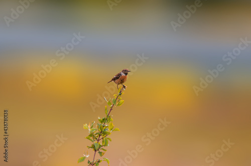 stonechat sits on a branch and looks for food © Mario Plechaty