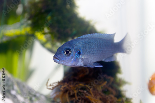 Blue Malawai Cichlid fish in a tank